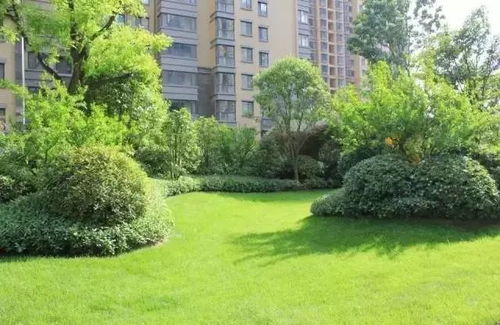 園林綠化工程中的核心技術(shù) 地被植物放線手法的精準(zhǔn)運(yùn)用