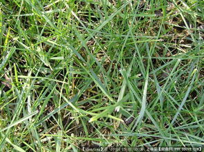 園林綠化工程從設(shè)計(jì)到施工 圖紙、植物與節(jié)點(diǎn)的完整指南